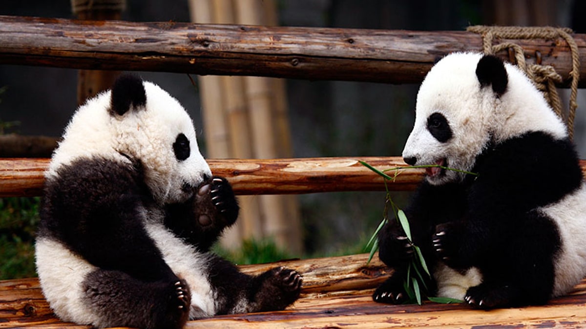 Adventure, history and panda bears await in Chengdu, China