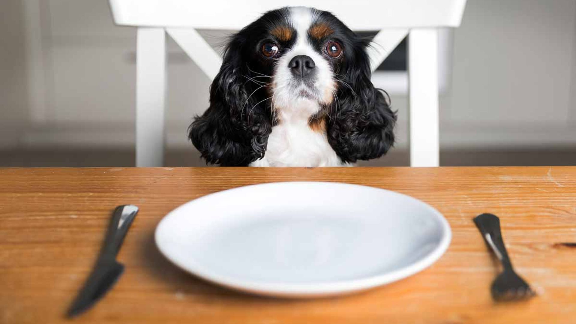 dining with dog