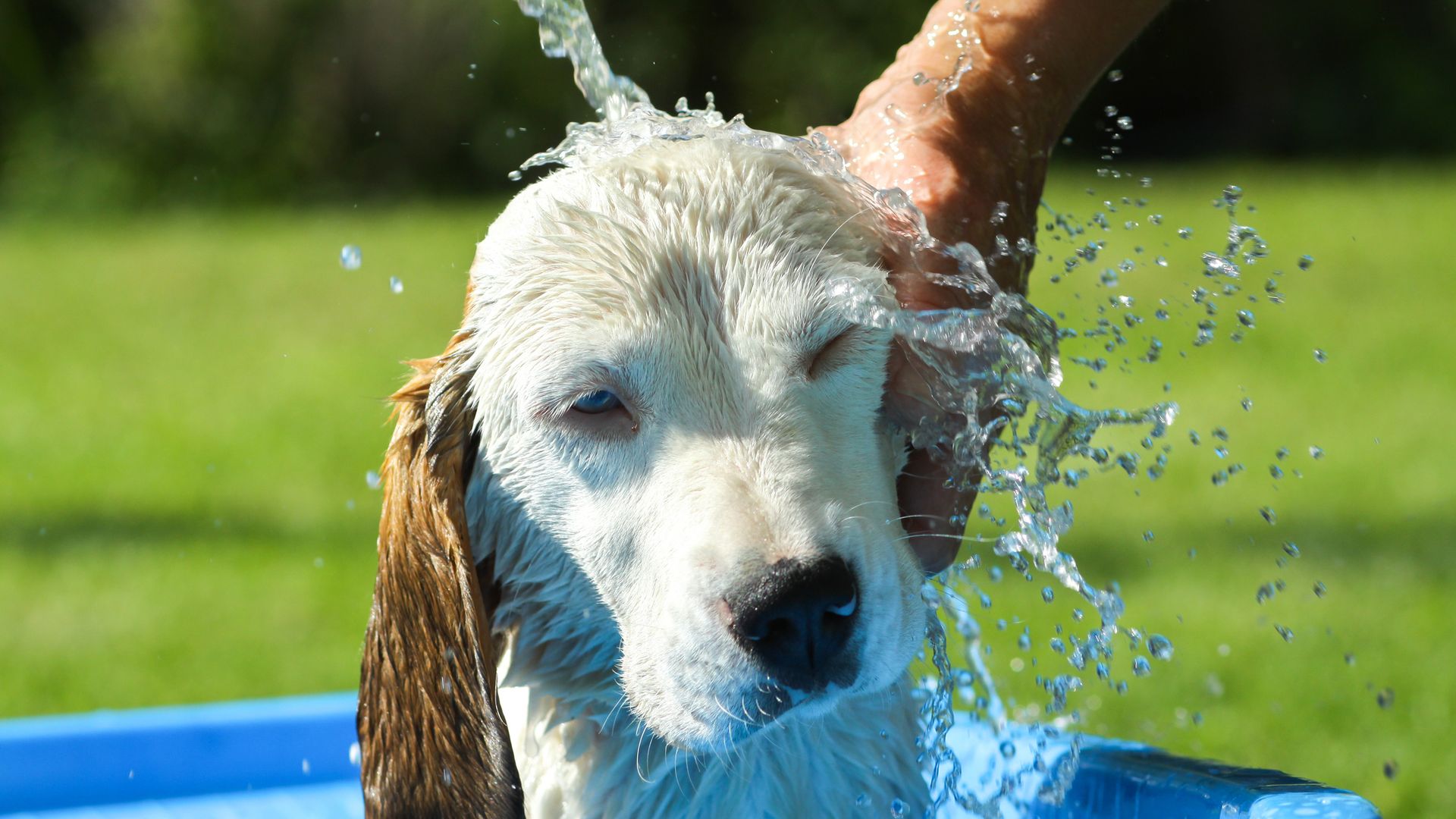 Beagle take a bath in a paddling pool in the garden