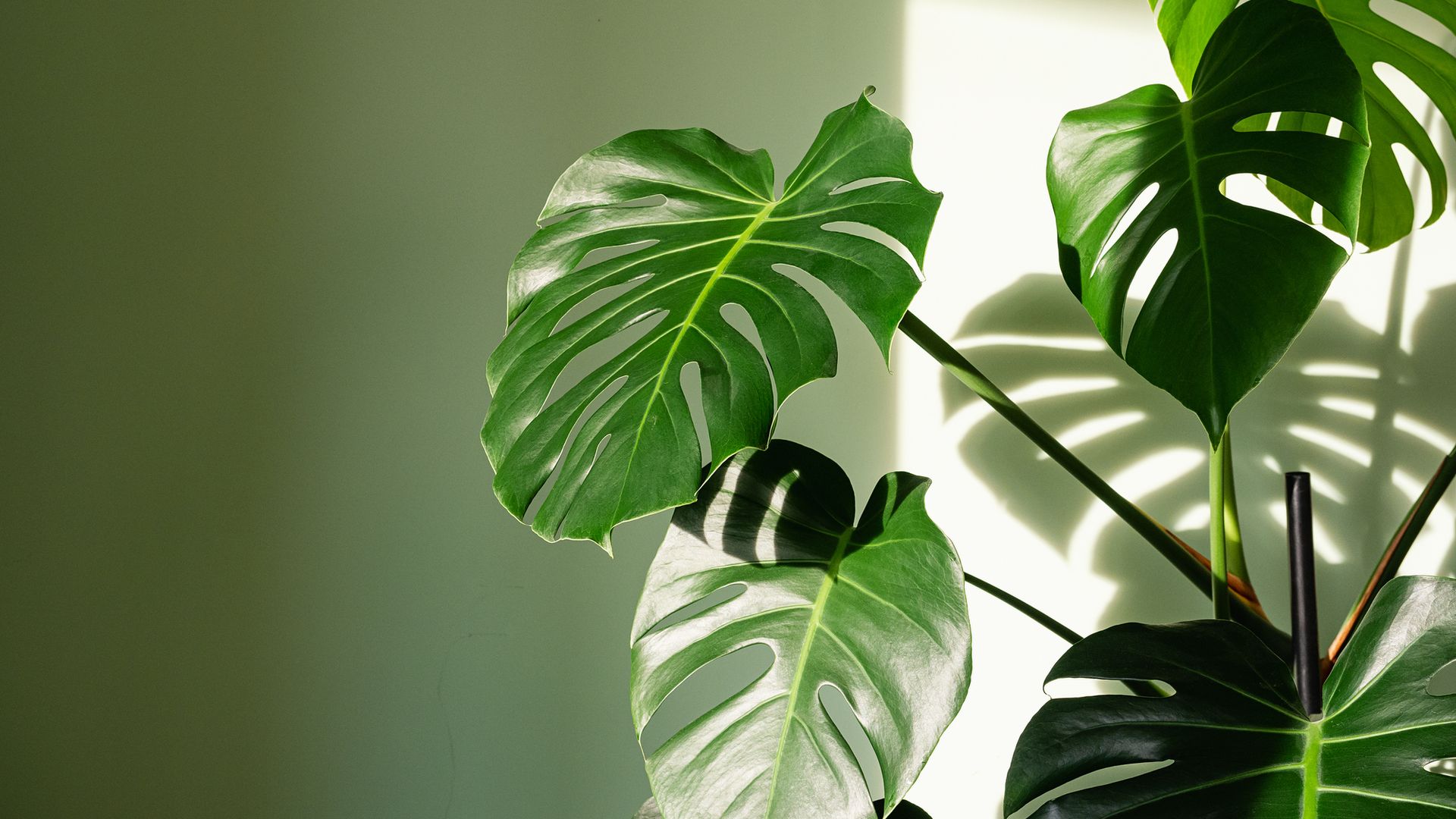Monstera deliciosa houseplant in bright sunlight