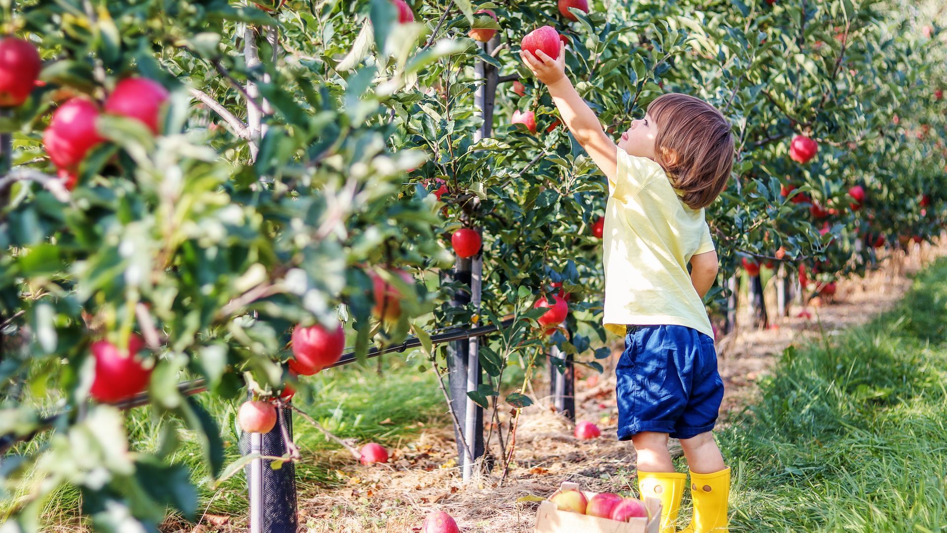 Little toddler boy picking up red apples in apple garden
