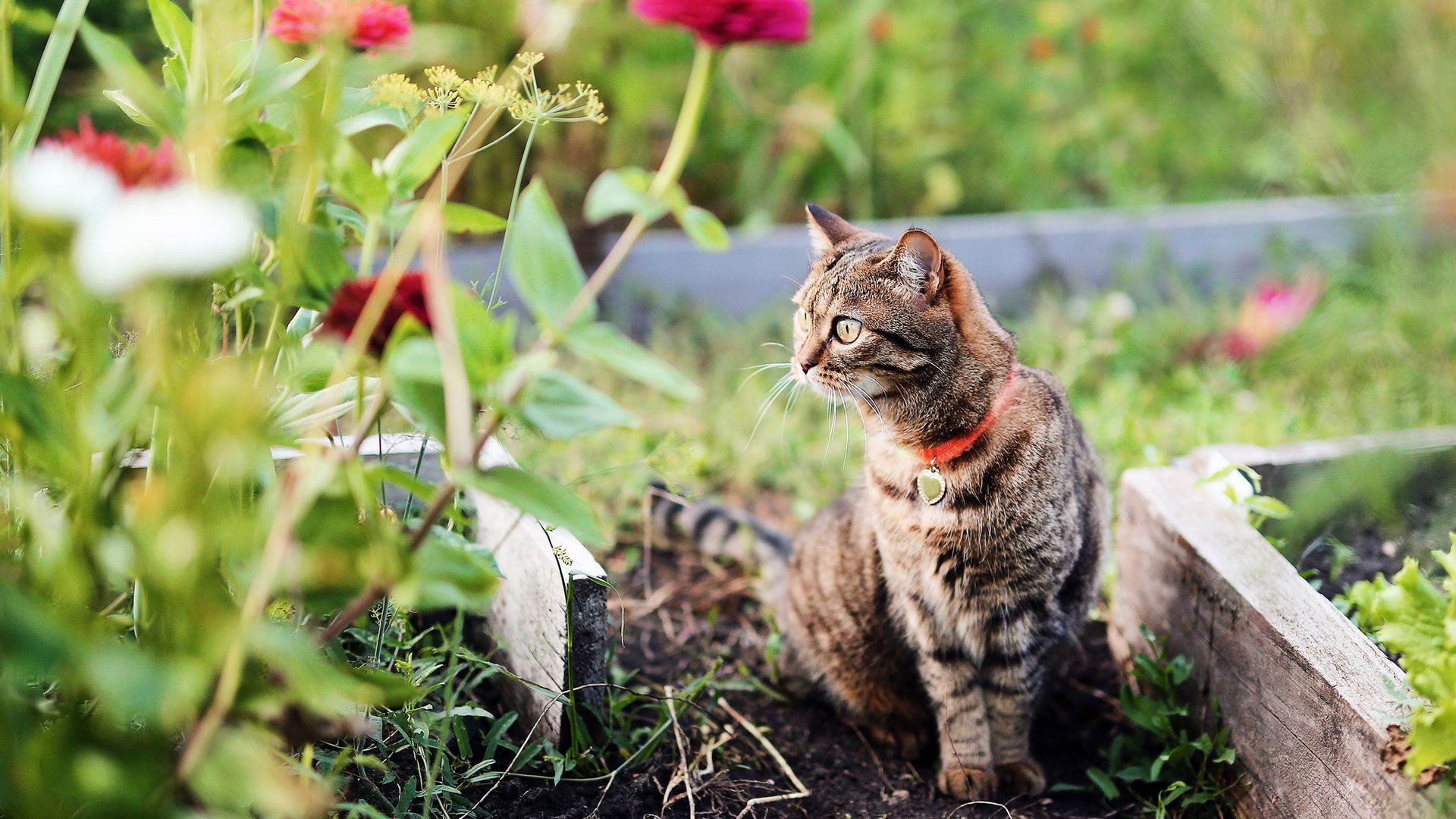 I’m a cat expert and these are the 5 garden mistakes you’re making