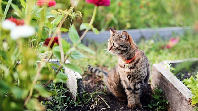 A smart young cat with big eyes is safely resting in the garden on a sunny day. A kitten on the hunt, a picture to illustrate a fairy tale, books for children, magazines about animals.