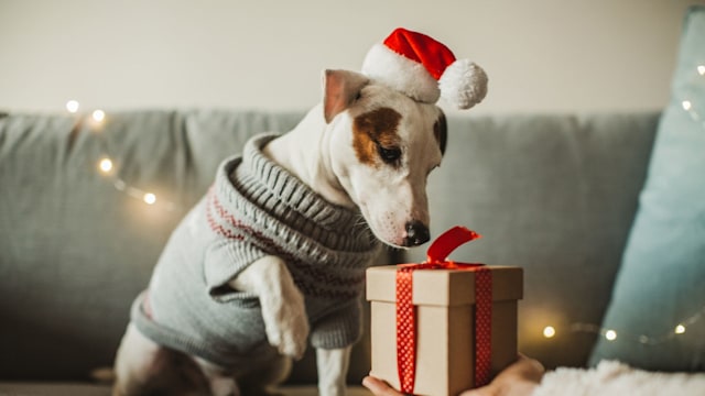 Young woman celebrating New Year at home with her dog. Dog wear costume, she giving present to her dog