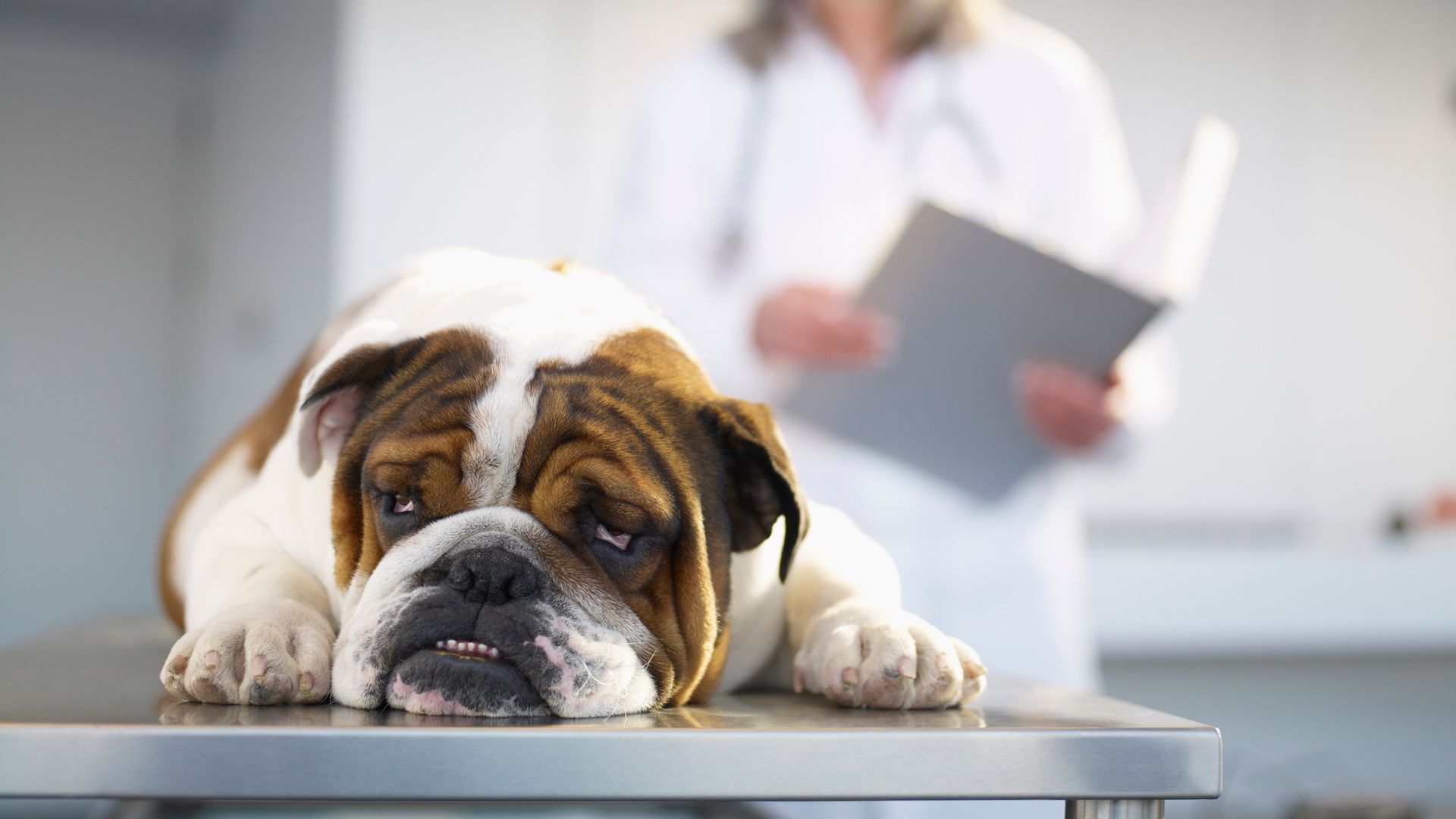 Sick Bulldog on Veterinarian's Table