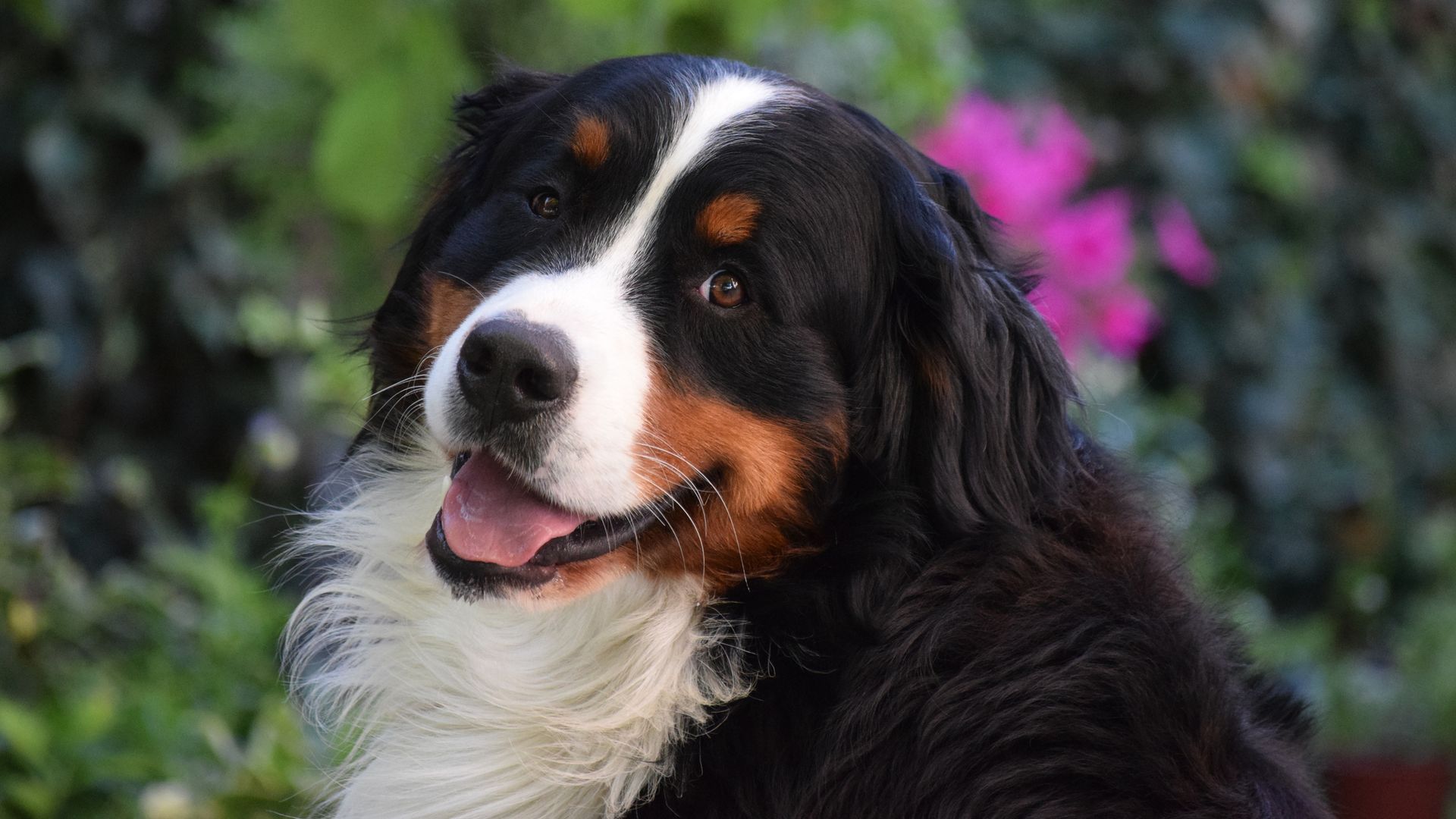 Close up of a Bernese Young Pup looking at a camera with tired eyes
