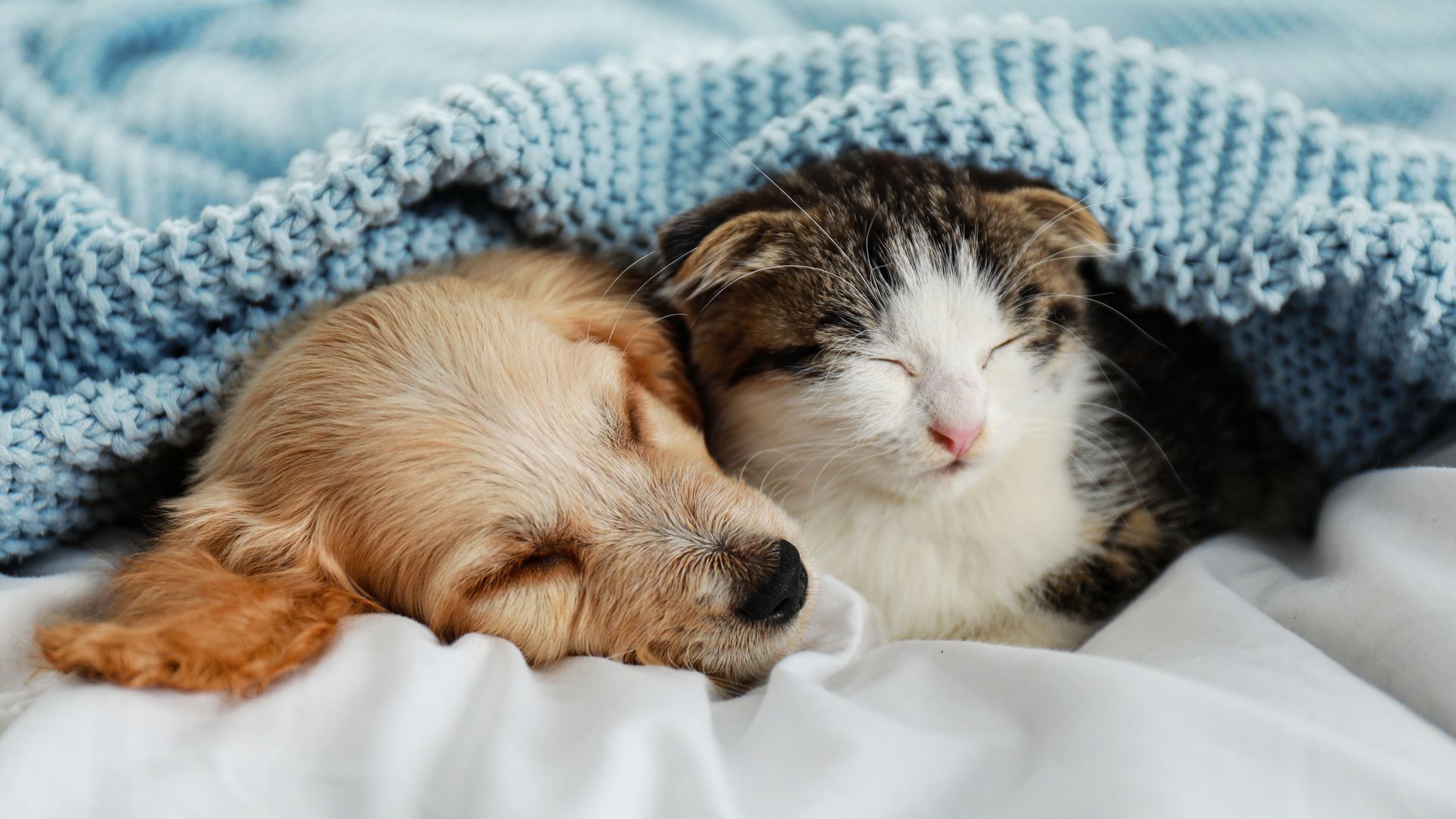 A heartwarming image of a puppy and kitten peacefully asleep together under a soft blue blanket, embodying themes of friendship, warmth, and companionship 