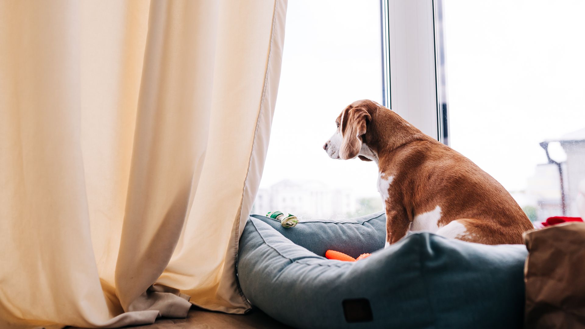 Beagle dog gazing out of a window, surrounded by vibrant toys and a cozy bed.
