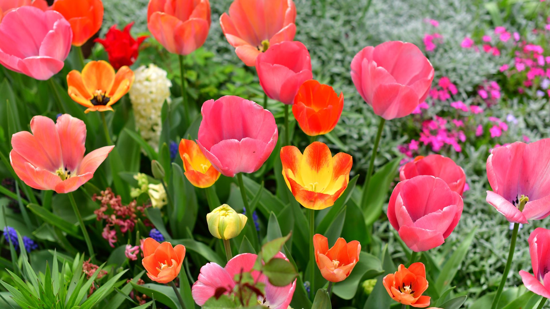 Beautiful garden with tulip flowers
