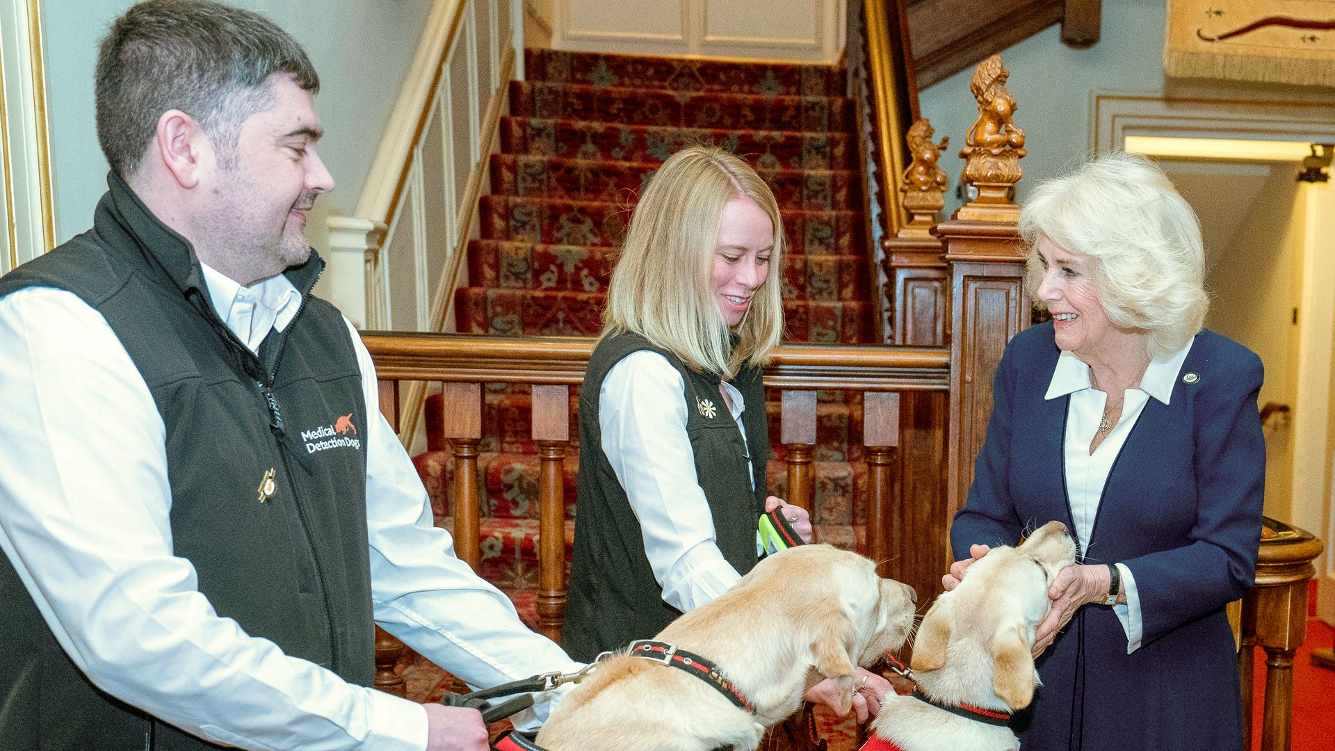 Queen Camilla strokes medical detection dogs