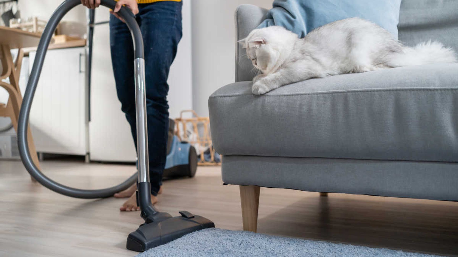best hoovers for pet hair