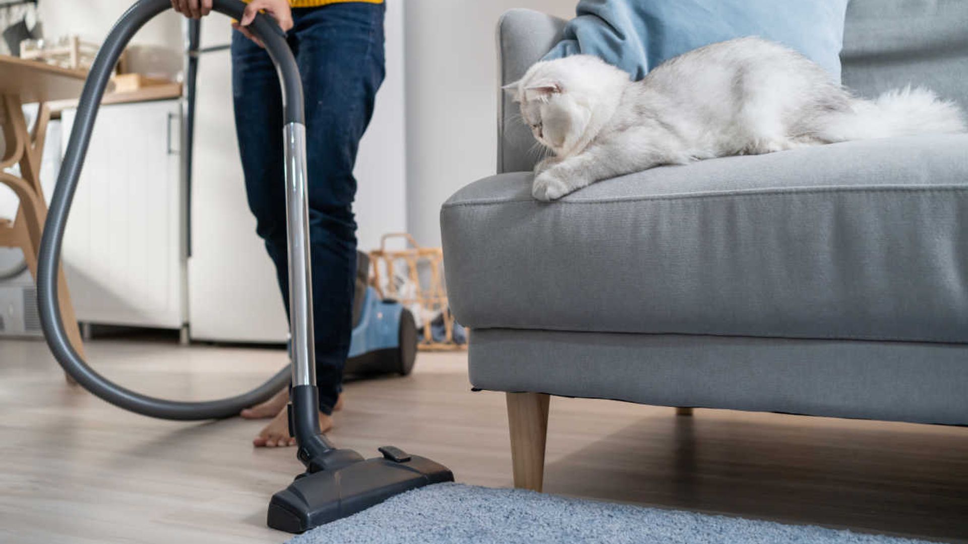 9 best hoovers for pet hair 2023: Bissell, Shark, Vax, Dyson & more ...