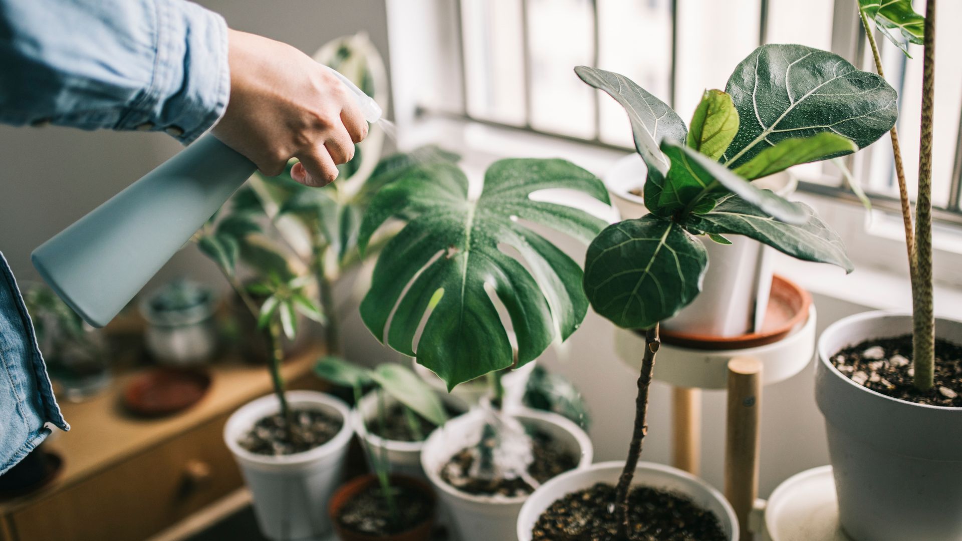 man watering houseplants in front of window