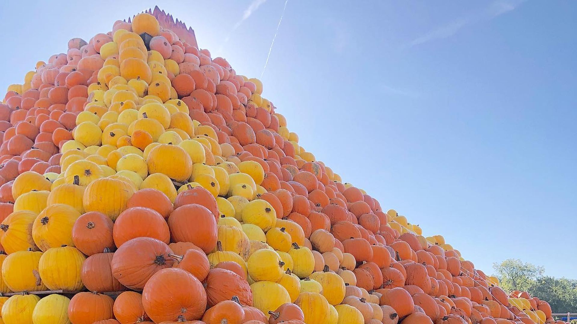 Cammas Hall Pumpkcano