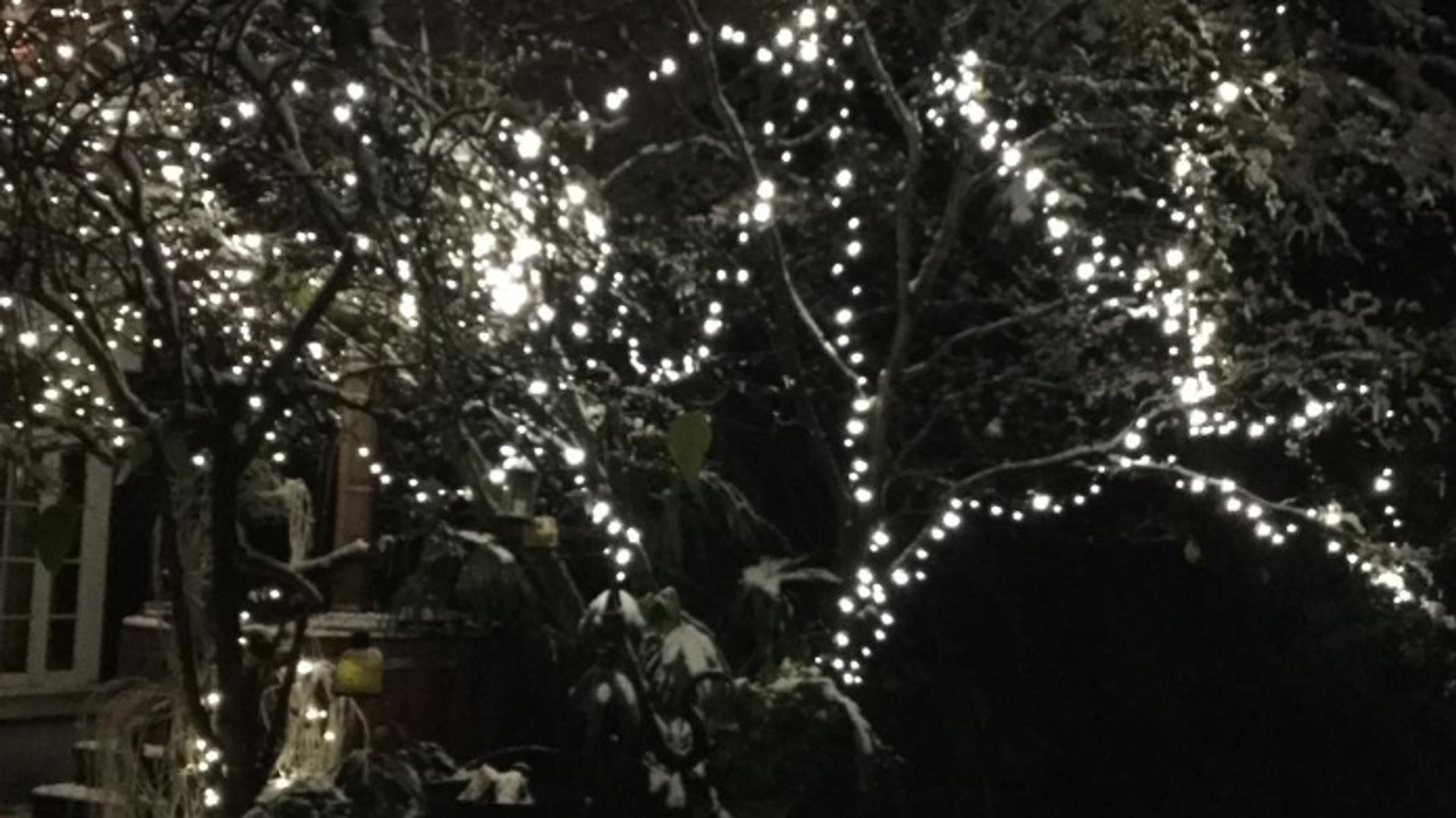 A garden covered in snow with lights hanging from a tree