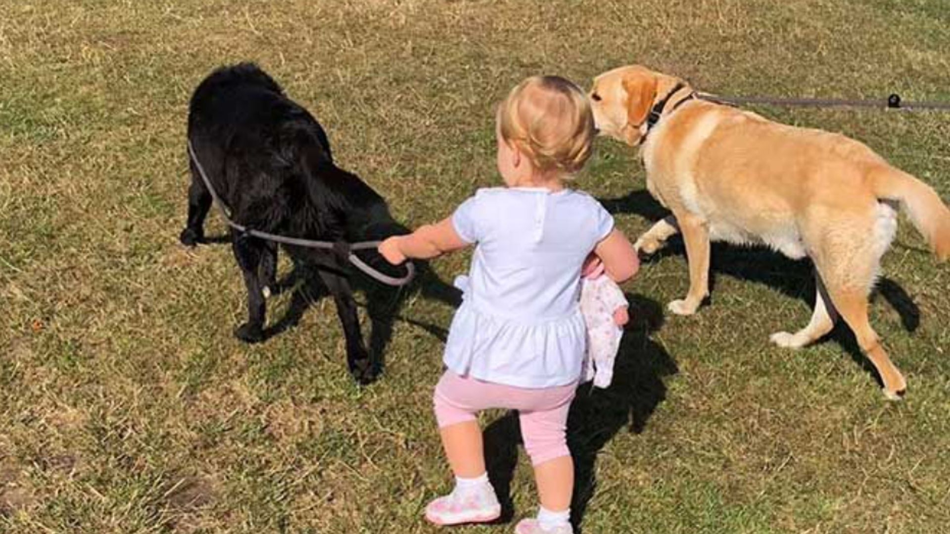 A young girl with two Labradors