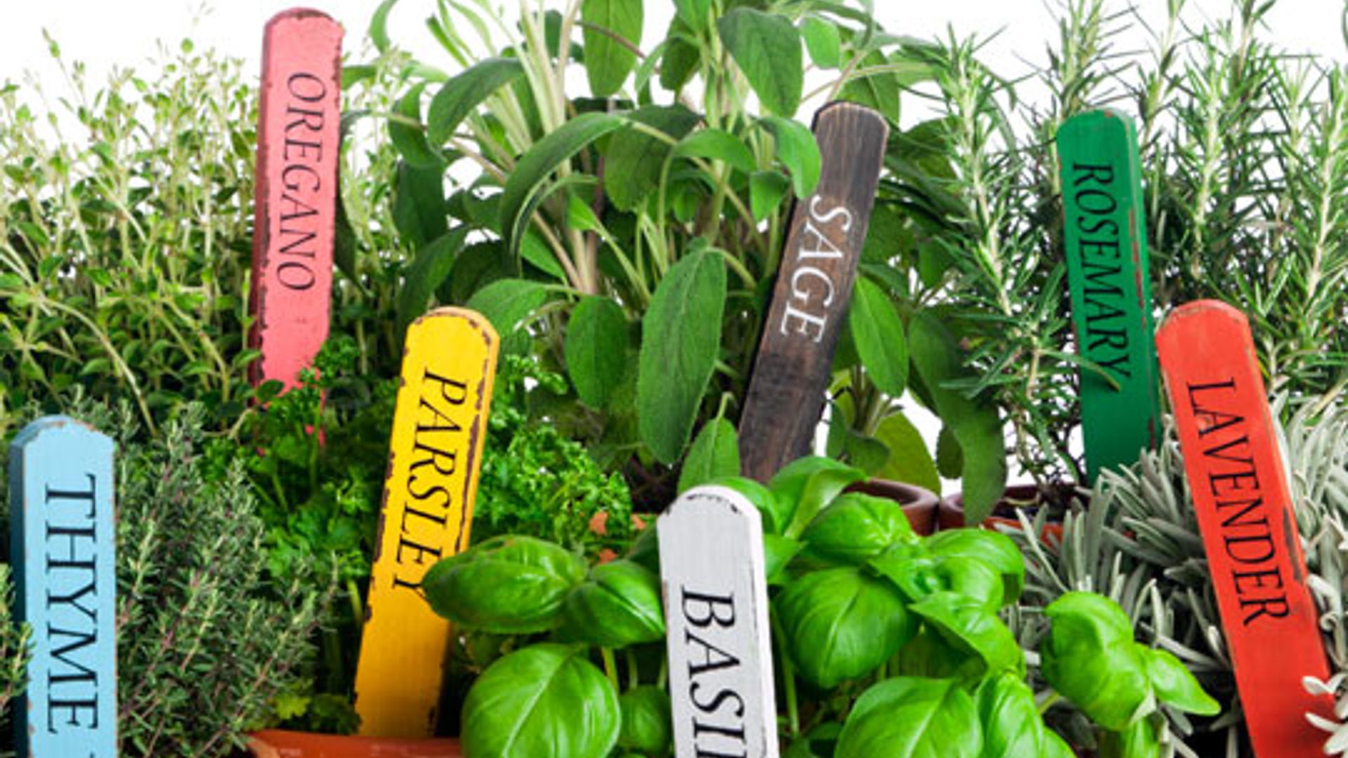 Tips for cooking with fresh herbs and keeping them fresh HELLO!