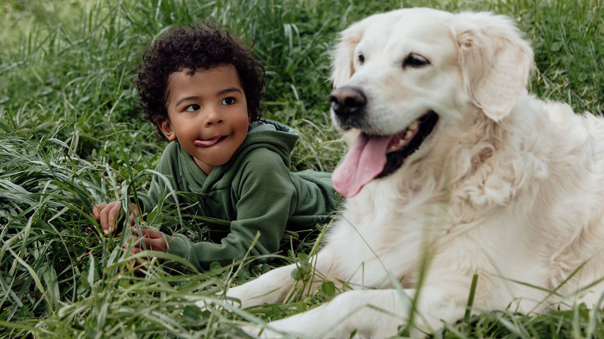 a little boy lies in grass and shows his tongue in a green meadow with a white dog of the golden retriever breed