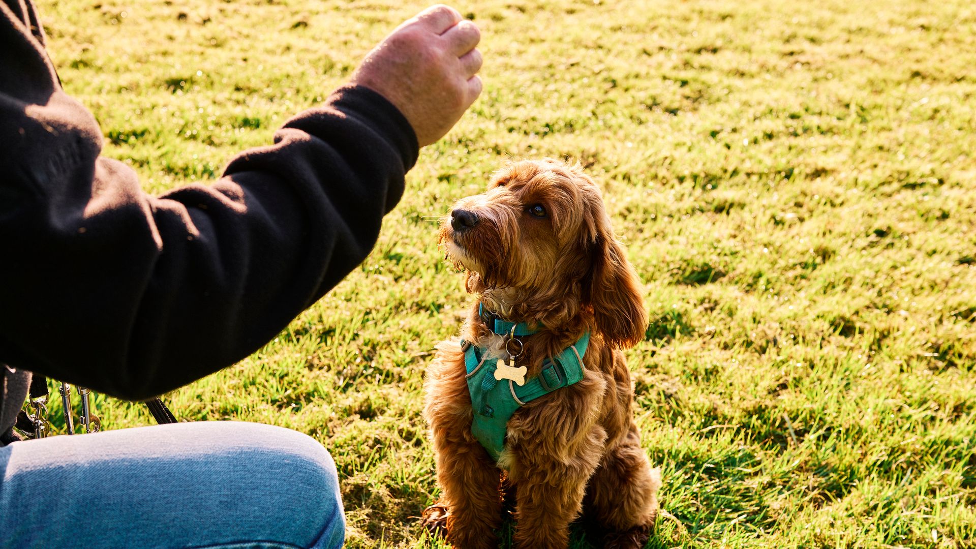 Man training dog in a field