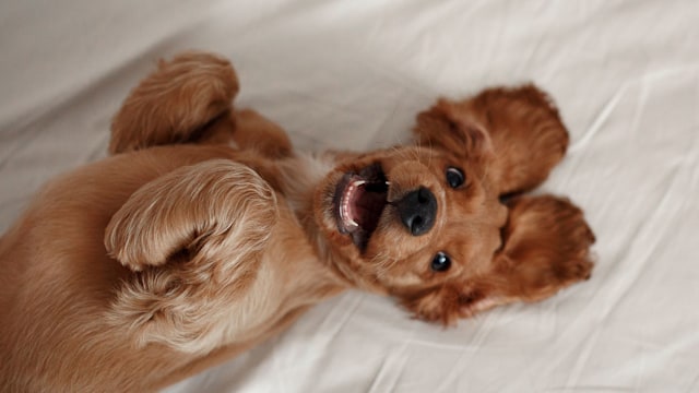 Cute playful doggy or pet Cocker Spaniel puppy dog on white bed. Funny moments of a dog.