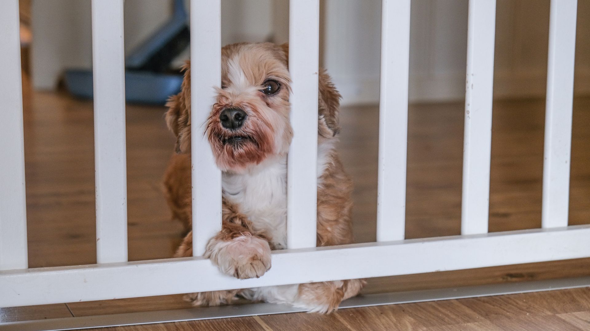 A bichon havanaise dog behind a gate in a house