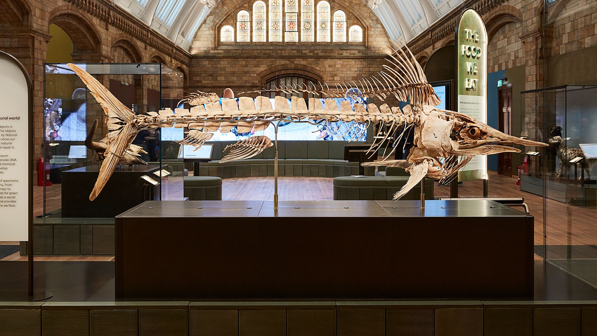 The skeleton of a marlin inside the Natural History Museum