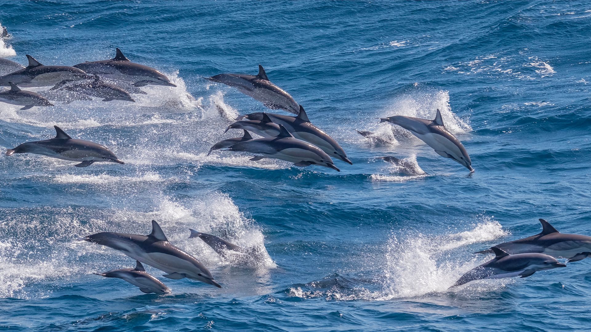 A group of dolphins swimming in the ocean