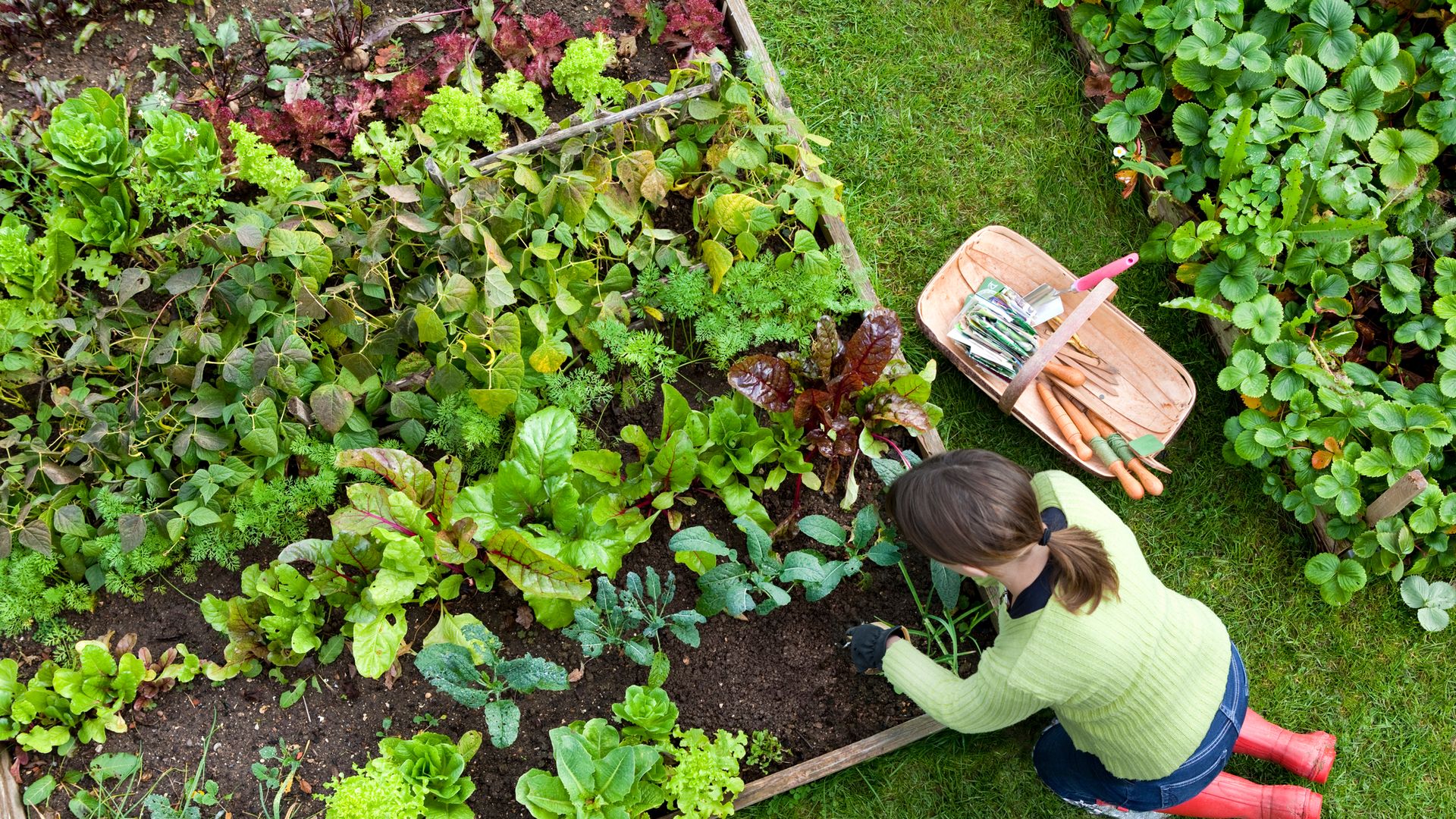 Birds eye view of a woman gardener weeding an organic vegetable garden 