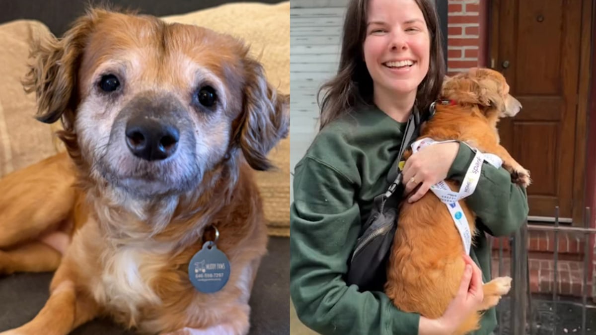 Internet celebrity Tiki has been adopted - but that's not the only good news to share