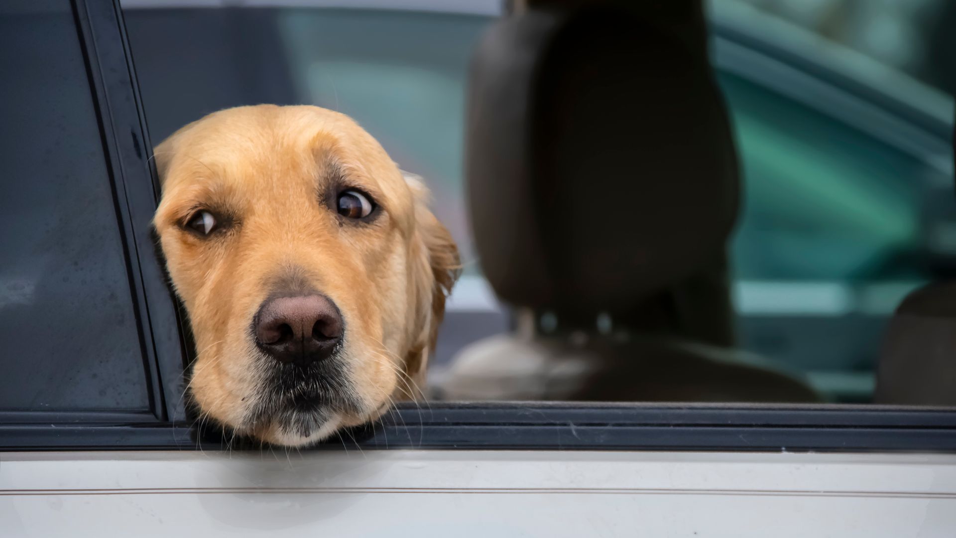 Dog looks out of window of car with head resting on window bottom