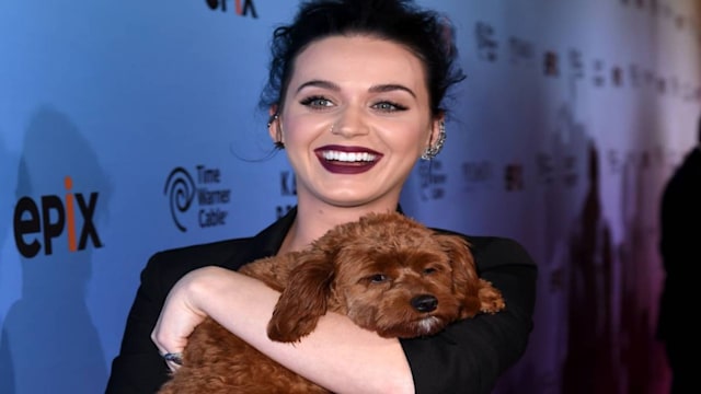 katy perry poodle