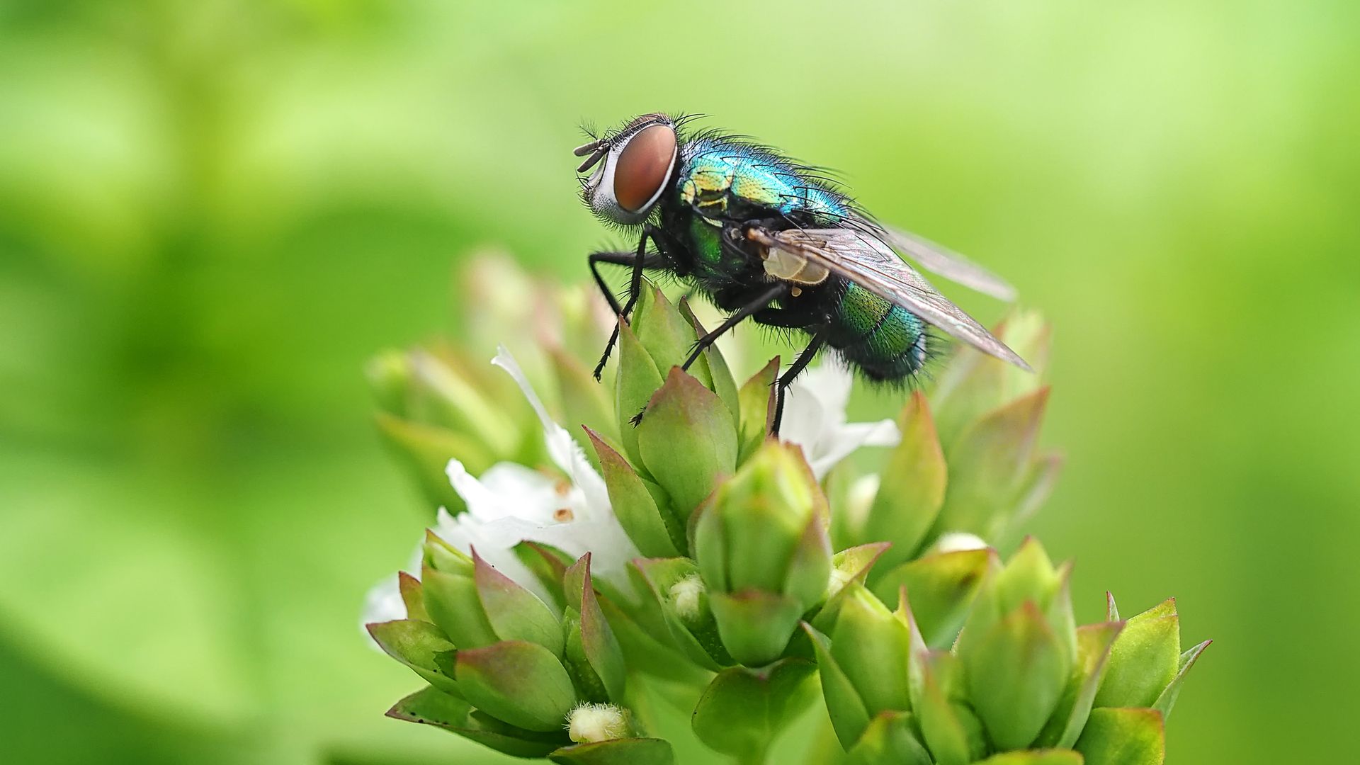 Macro image of a small blue bottle fly resting on the garden herb mint, showing the irridescent colours and tiny hairs and detail in the compound eye.