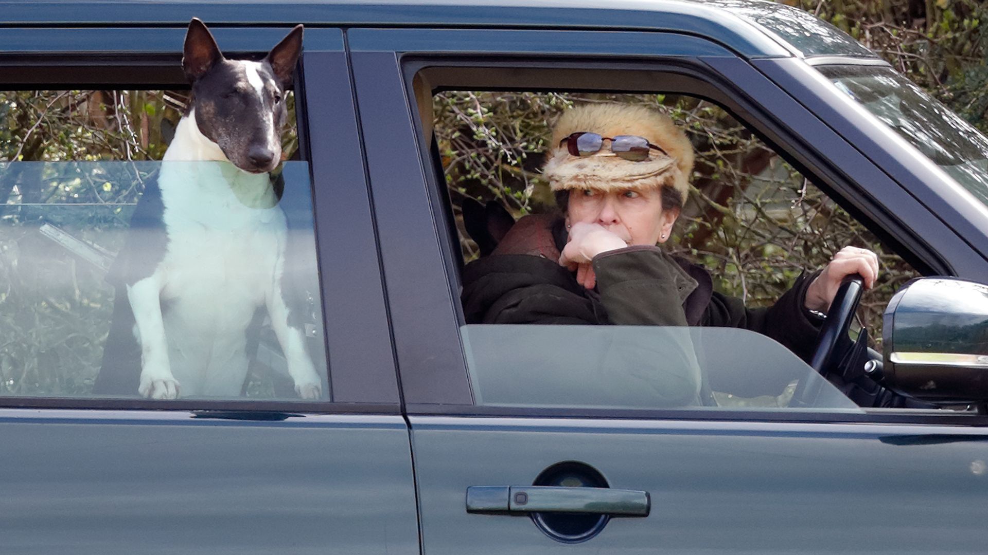 Princess Anne i na car with a bull terrier dog in the back