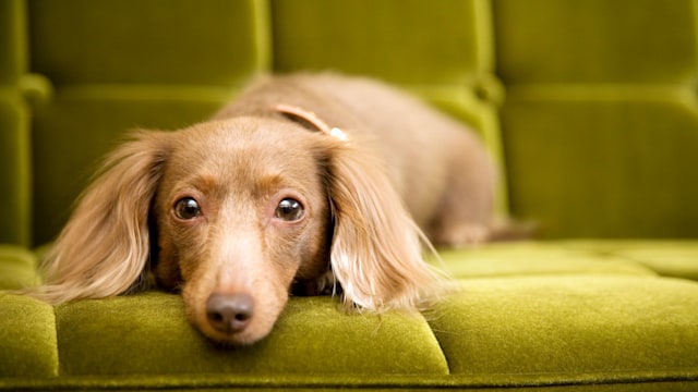 a dog on sofa