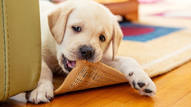 6 weeks old labrador retriever puppy chewing the carpet in living room