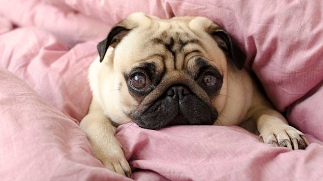 pug most popular dogs