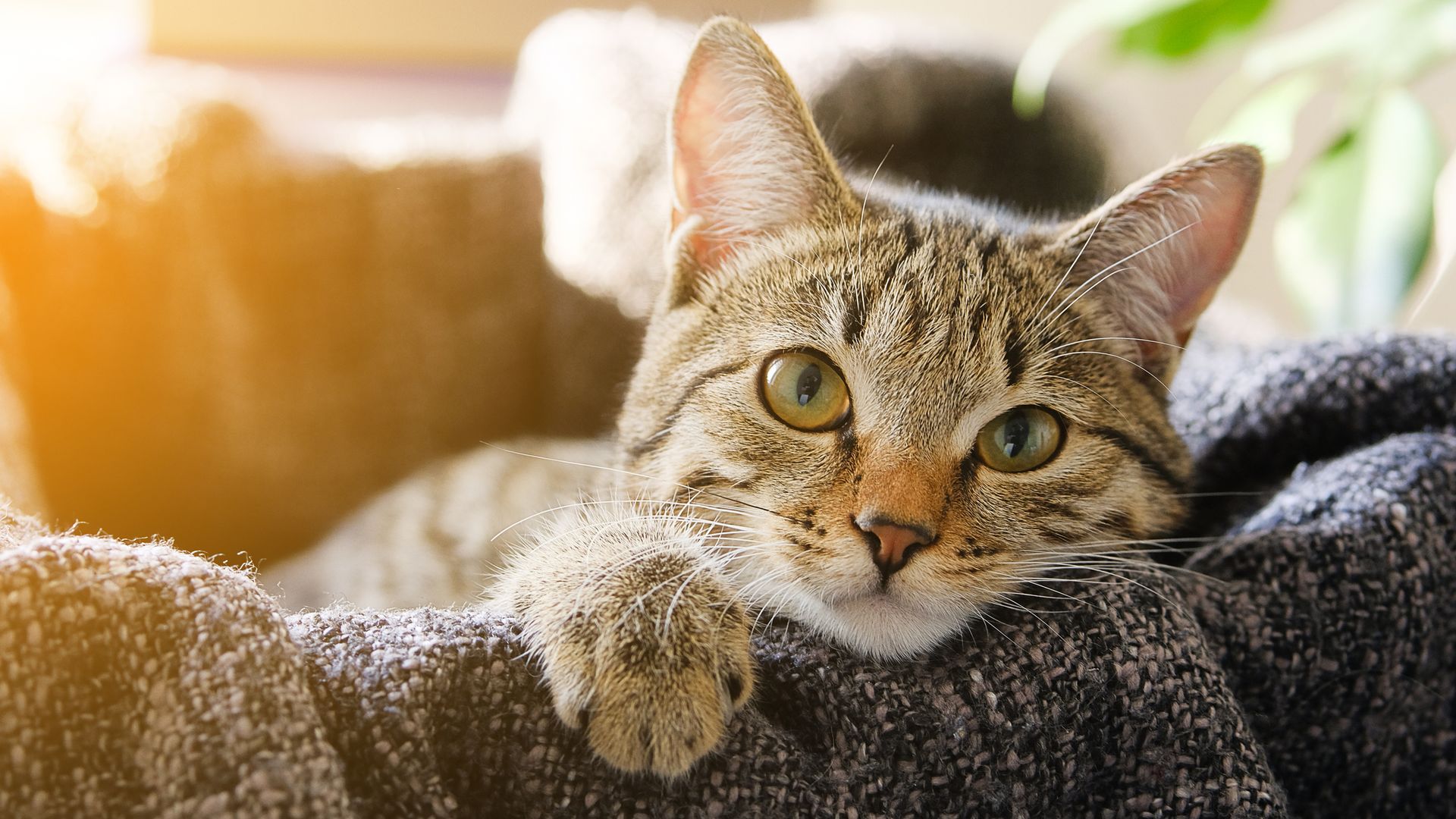Domestic Cat Lies in a Basket with a Knitted Blanket, Looking At the Camera. Tinted Photo.