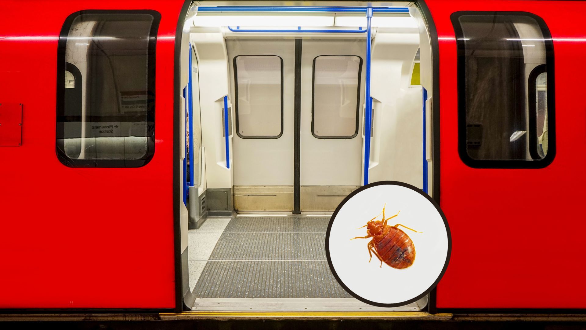 bed bug on London underground