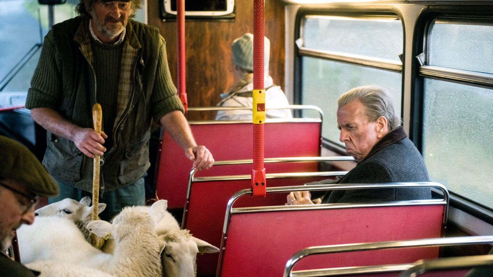 Timothy Spall looking at sheep while sitting on a bus in The Last Bus