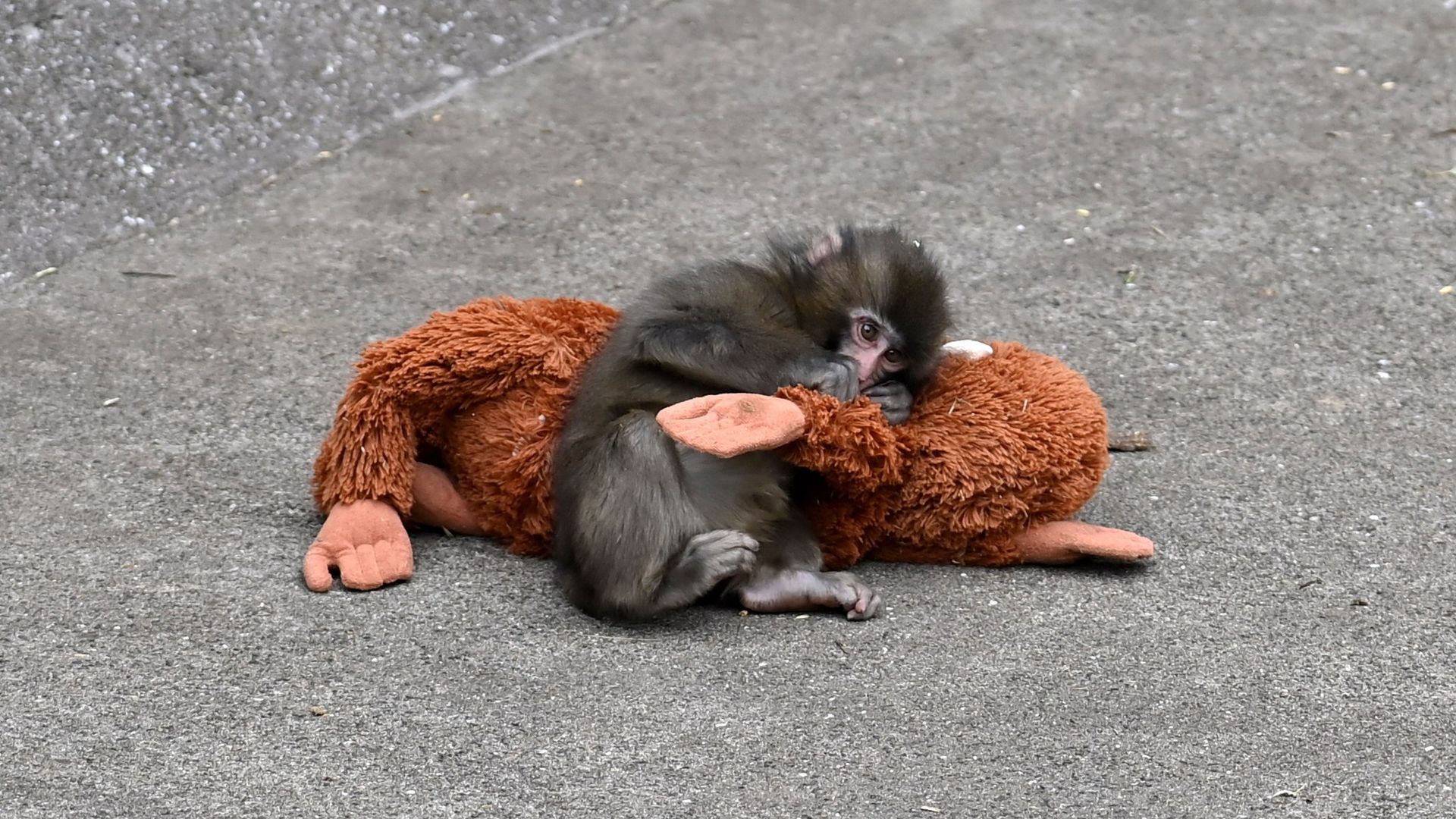 Why did Punch the monkey's mother abandon him? The heartbreaking truth revealed