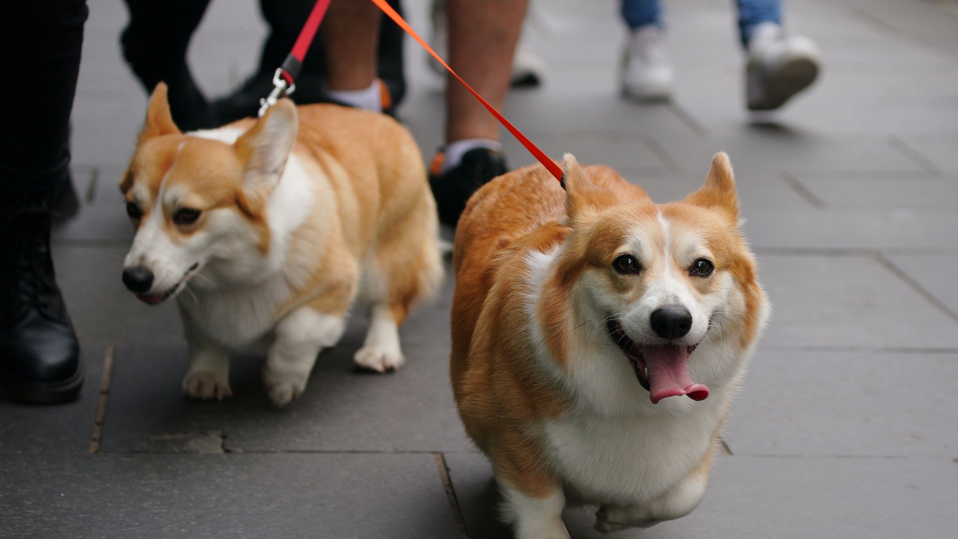 Concern for late Queen Elizabeth II's corgis after 'rare' danger flagged at new home
