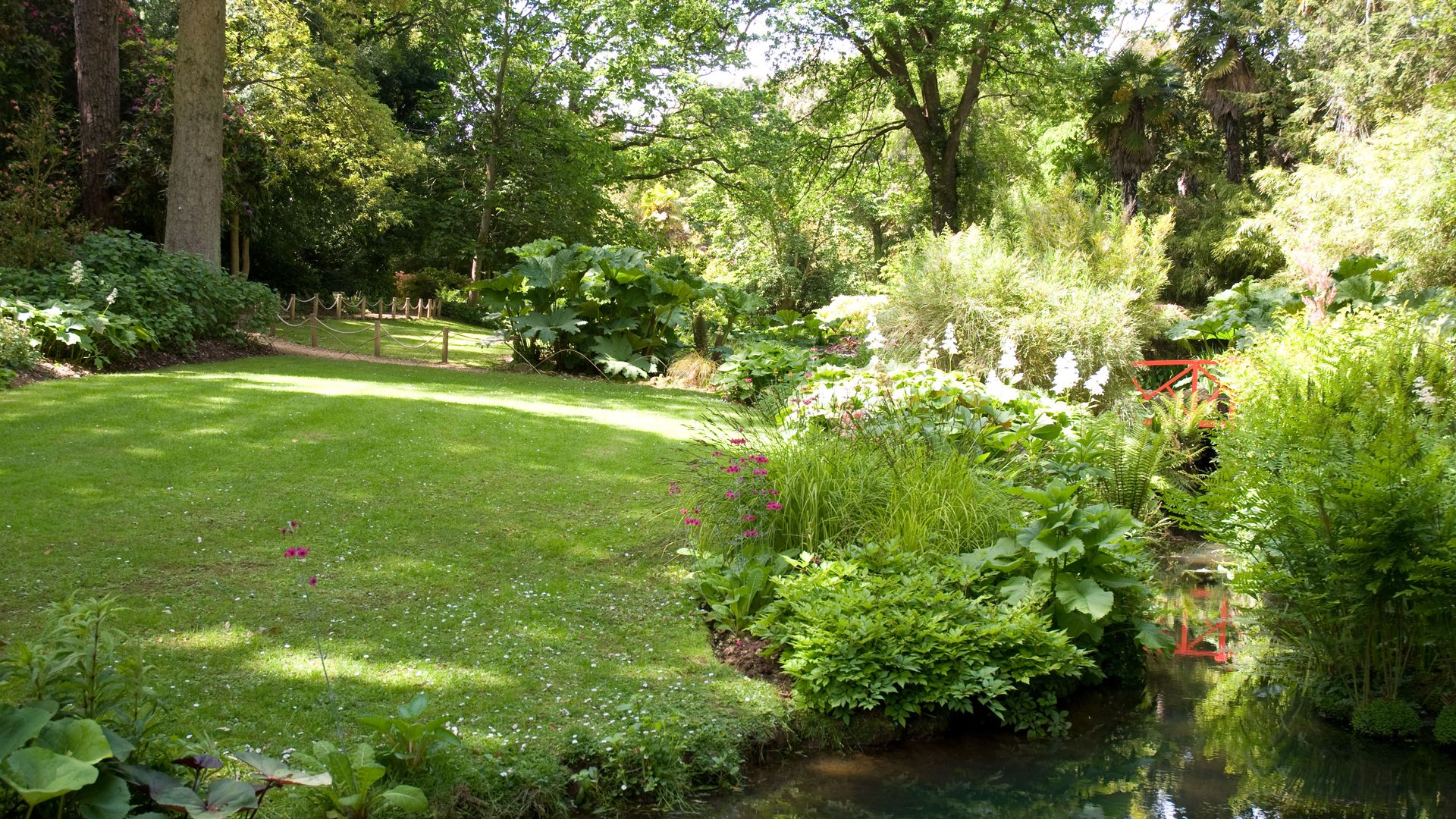 Stream in a shady garden with ferns and other water plants