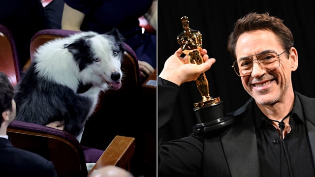 Messi the dog and Robert Downey Jr. from the 96th Academy Awards