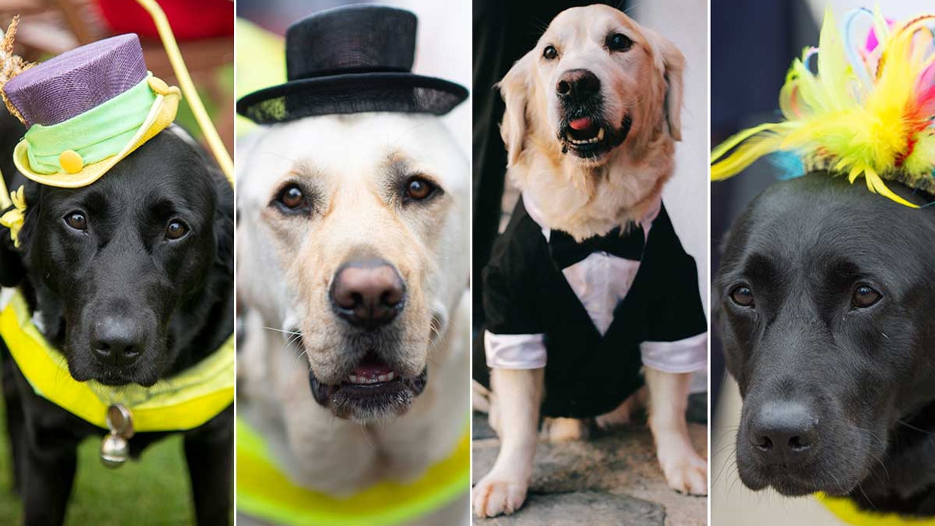 Royal Ascot's best dressed dogs! 7 photos of the smartest pups at the races