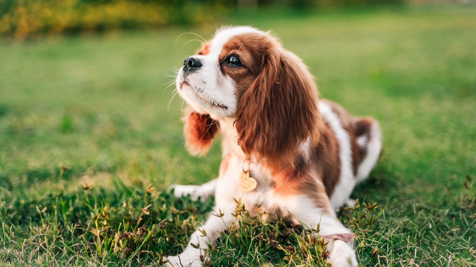 Portrait of king charles spaniel puppy on green grass background 