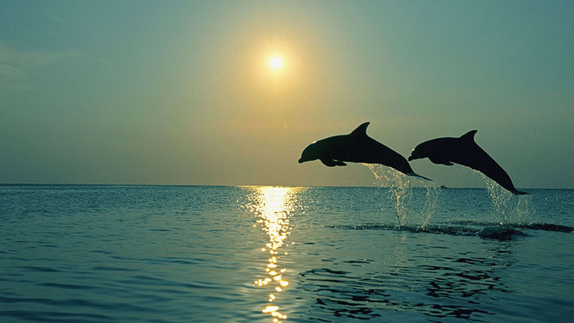 Дельфины уплывают в океан слушать. Дельфины. Дельфины в море. Красивые дельфины. Дельфины на закате.