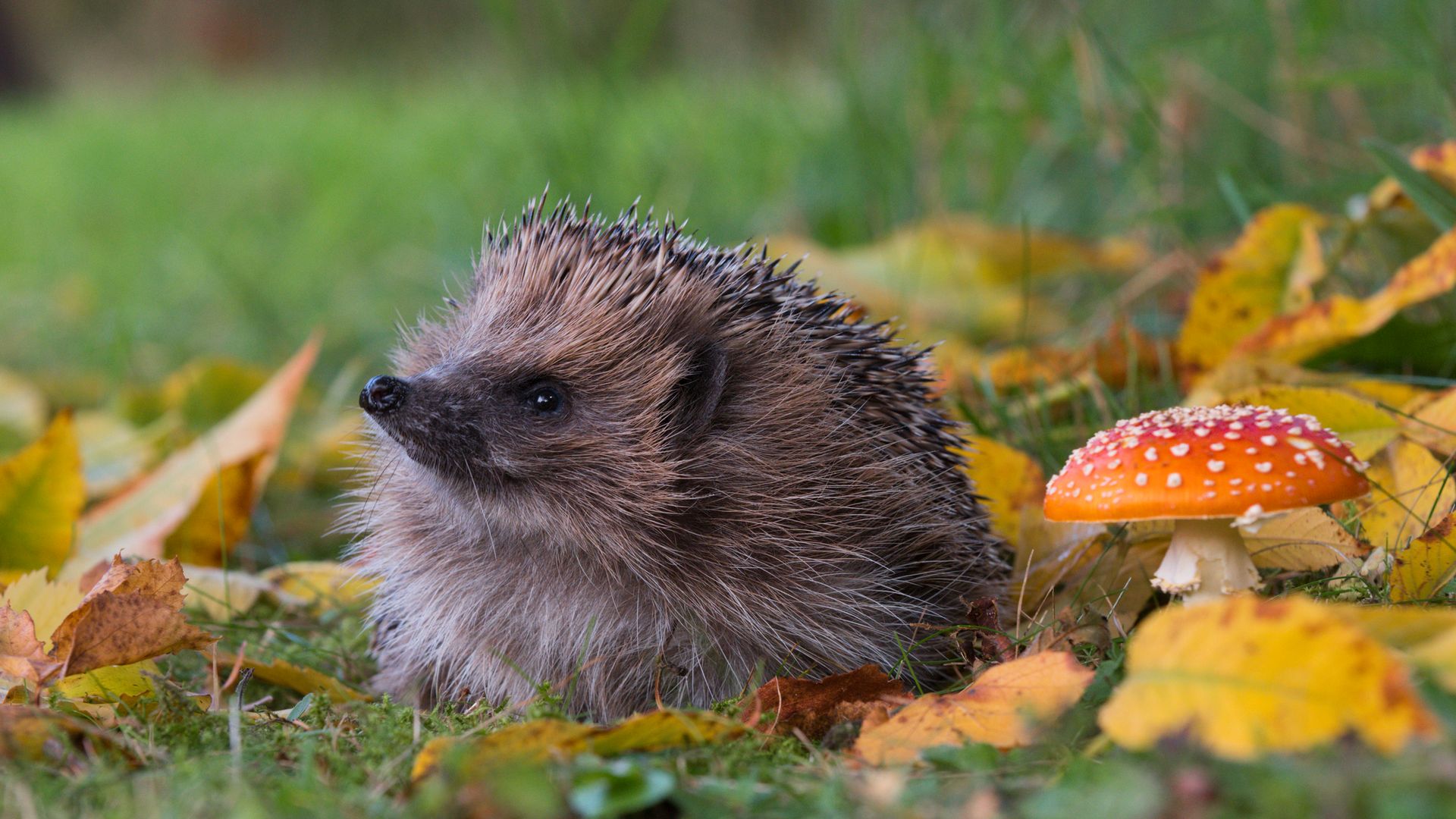Hedgehog, Erinaceus europaeus, adult amongst autumn leaves and Fly Agaric, Amanita muscaria, Norfolk UK Europe