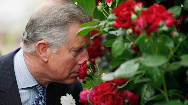 Britain's Prince Charles smells a 'Highgrove' rose, during a visit by members of the royal family to the annual Chelsea Flower Show in London on May 18