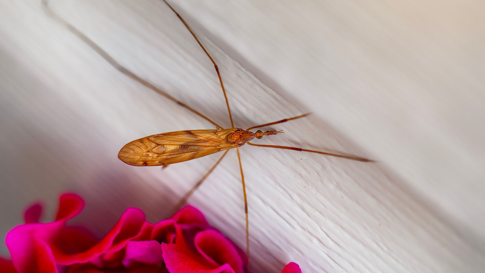 Crane fly