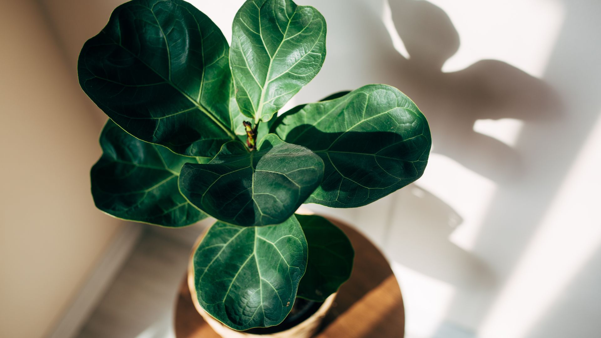 Close up ficus lyrata bambino in a pot top view